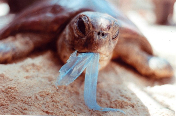 明年限塑前！先認識 6 個絞殺動物的日常「塑膠垃圾」舉手之勞救動物